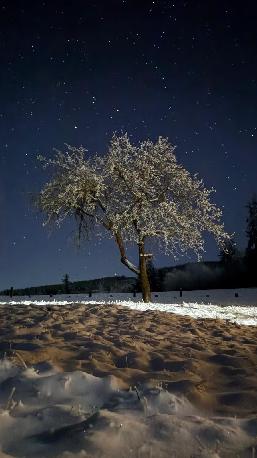 Zasněžený strom pod hvězdnou oblohou